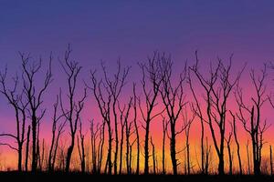 Sunset with Bare Trees in the Background photo