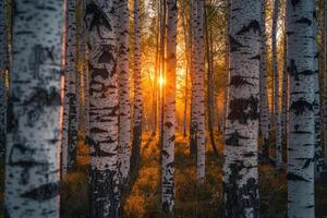 The Sun is Setting Behind a Birch Tree Background photo