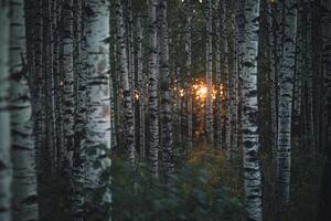 The Sun Shines Through the Trees in a Birch Forest Background photo
