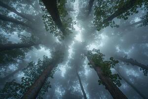 Forest with Tall Trees in the Fog Background photo
