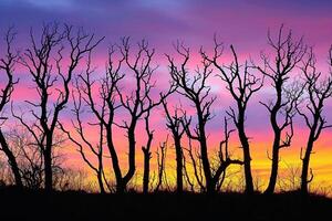 Dead Trees at Sunset Photograph Dead Trees at Sunset Fine Art Print Background photo