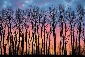Group of Trees in the Foreground with a Colorful Sky in the Background photo