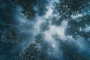 Forest with Trees and Fog Background photo