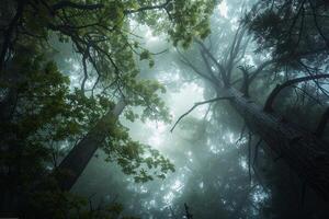 Photograph the Forest  on Background photo