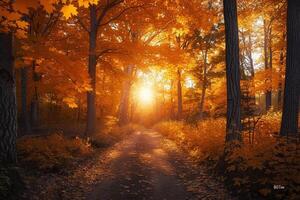 Sunlit Path Through Woods Background photo