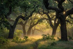 Path Through Forest Background photo