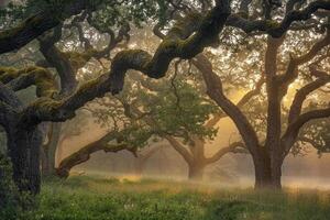 Sun Shining Through Oak Grove Background photo