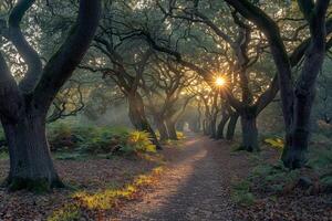 Path with Bench and Trees Background photo