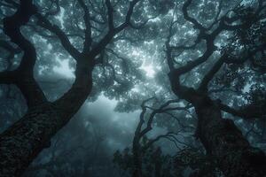 Dark Forest with Sun Shining Background photo