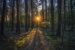 Sun Shining Through Trees in a Forest Background photo