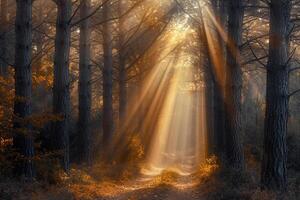 Sun Shining Through Trees in a Forest Background photo