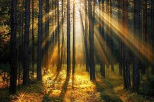 Sunbeams Through Trees in a Forest Background photo