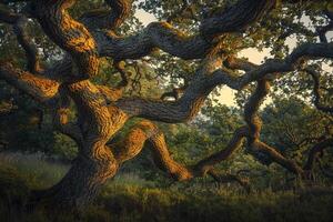 Tree with Branches and Leaves Background photo