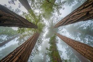 Canopy View of Redwood Tree Background photo