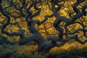 Large Tree with Branches in Field Background photo
