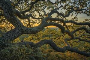 Sun Setting Behind Tree Branches Background photo