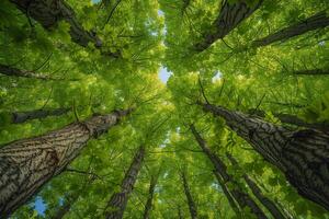 Canopy view forest background photo