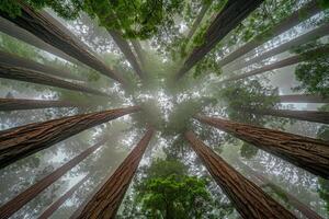 Canopy view of redwood forest background photo