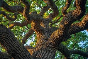 Large tree with many branches background photo