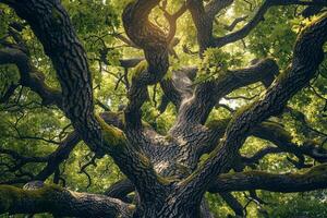 Large tree with many branches and leaves background photo