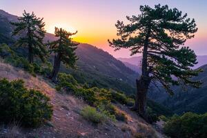 Sunset in mountains with pine trees background photo