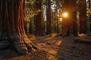 Sun shines through trees in forest background photo