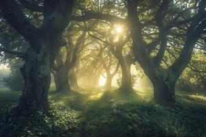 Path through forest with trees and grass background photo