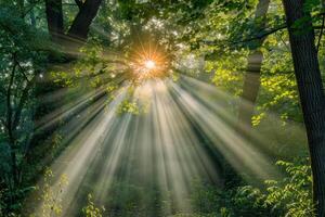 Sunbeams shining through trees in forest background photo