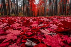 Red Maple Leaves Scattered on the Ground in a Forest Background photo