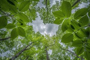 View Up into the Canopy of a Forest Background photo