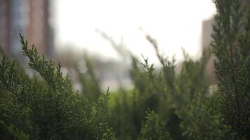 green spaces against the background of a multi-storey building, landscaping video
