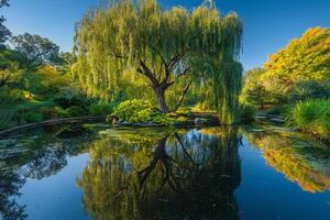 Pond with a Tree and Reflection of Trees Background photo