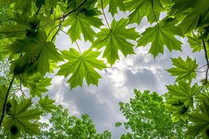 View of the Sky Through the Leaves of a Tree Background photo