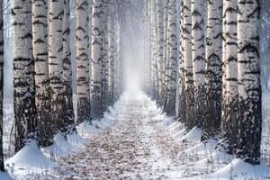 Path Through a Forest of Birch Trees in the Snow Background photo