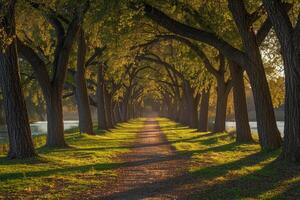 Path Lined with Trees and Grass Background photo
