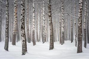 Group of Birch Trees in the Snow Background photo