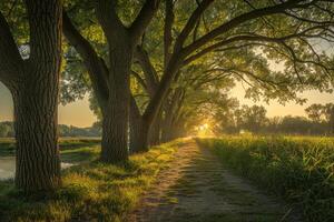 Path Lined with Trees and Grass Background photo