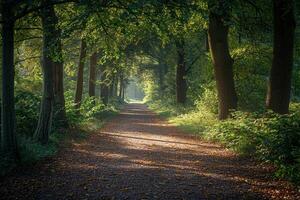 Path Lined with Trees and Leaves Background photo