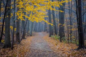 A Path Through the Woods with Yellow Leaves Background photo