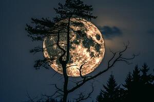 Full Moon Seen Through a Tree Background photo