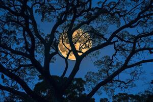 Full Moon Seen through the Branches of a Tree Background photo