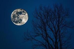 Full Moon Seen through a Tree Background photo