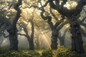 Sun Shines through the Trees in a Forest Background photo