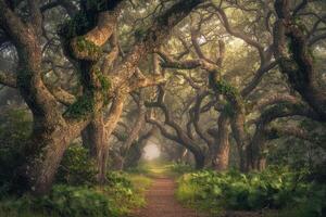The Path Through the Forest Is Lined with Trees Background photo