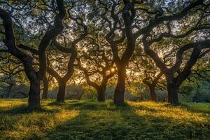 Sun Sets Behind a Group of Trees in an Oak Wooded Area Background photo