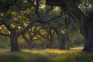 Group of Trees in a Field with Grass Background photo
