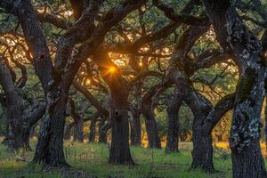 Group of Trees with the Sun Shining through Them Background photo