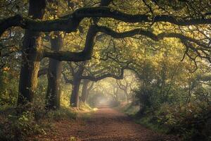 Path Through the Woods with Trees and Fog Background photo