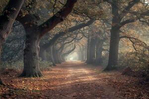 Path Through a Forest with Trees and Leaves Background photo