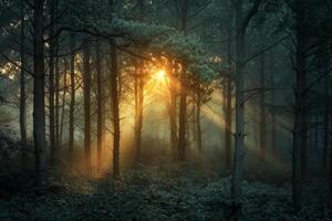 Sun Shines through the Trees in a Forest Background photo